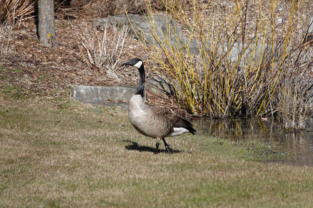 Canada Goose - ML642435197