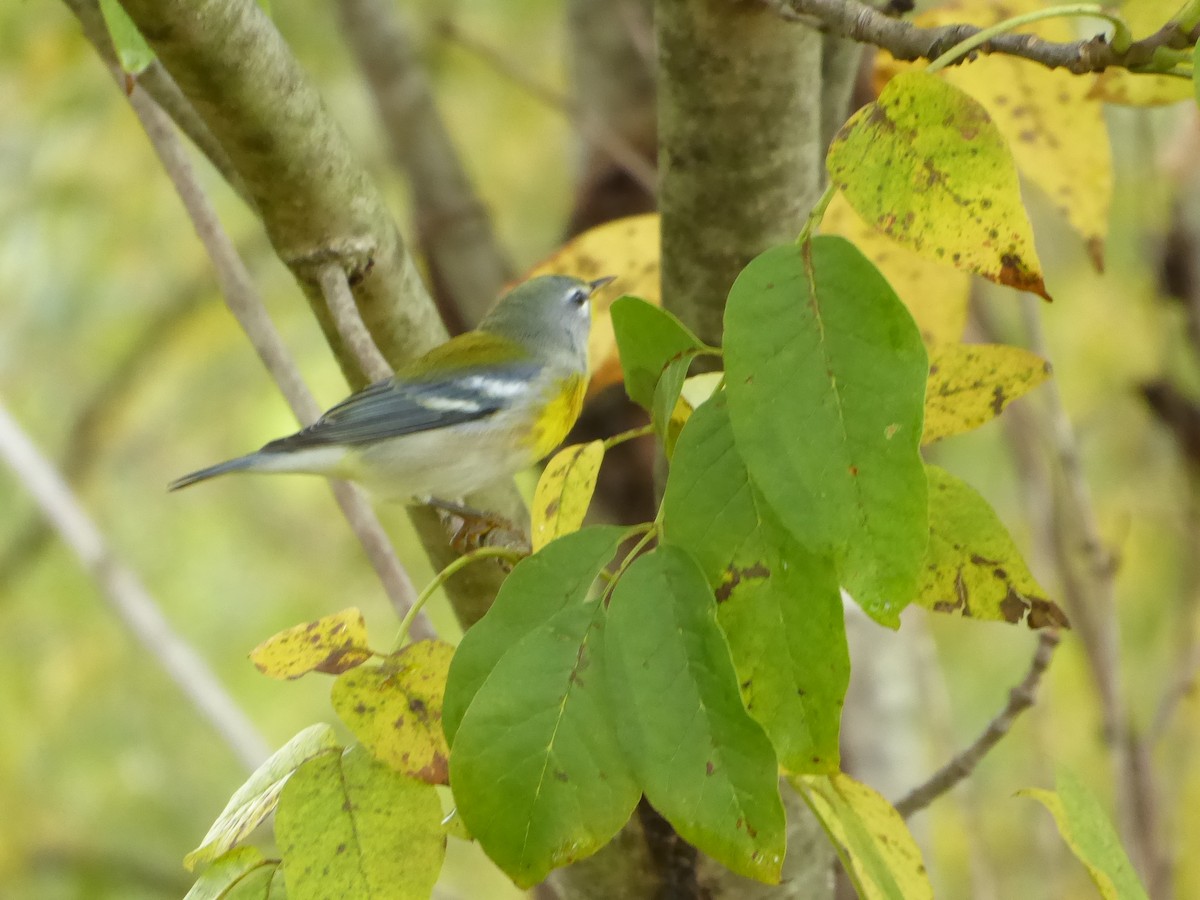 Northern Parula - ML642435200