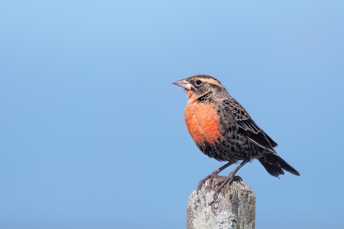 White-browed Meadowlark - ML642435201