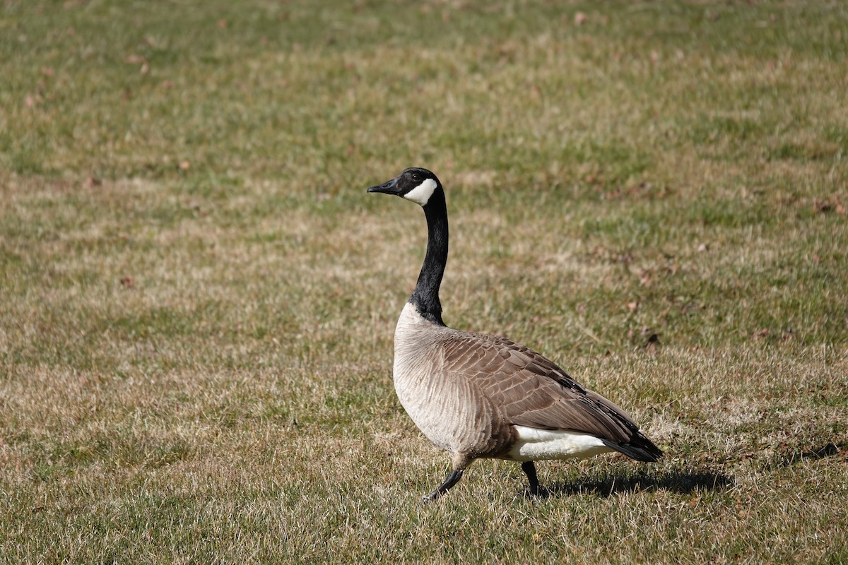 Canada Goose - ML642435207