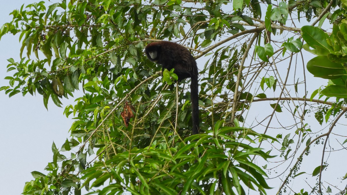 Lucifer Titi - ML642435217