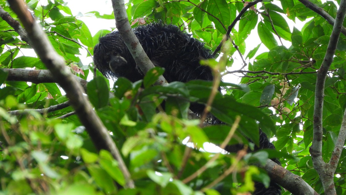 Hairy Saki - ML642435219