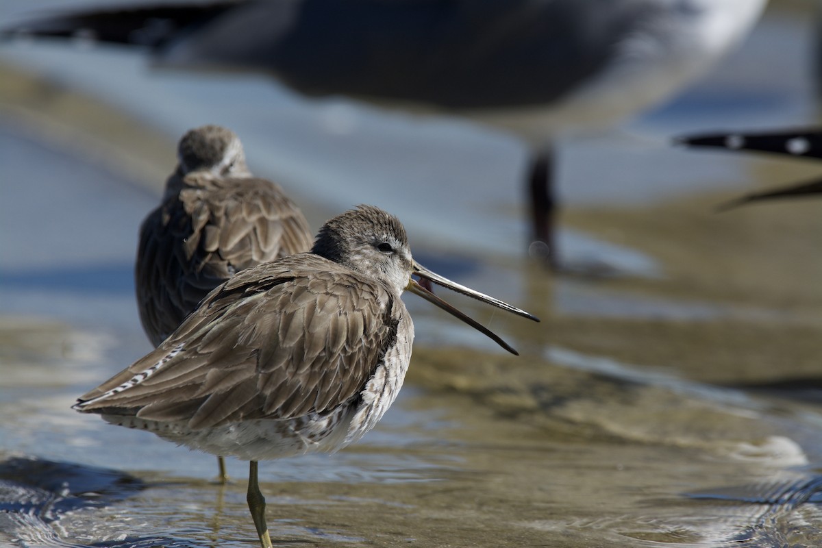 Short-billed Dowitcher - ML642435235
