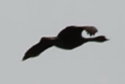 Hawaiian Goose - ML642435237
