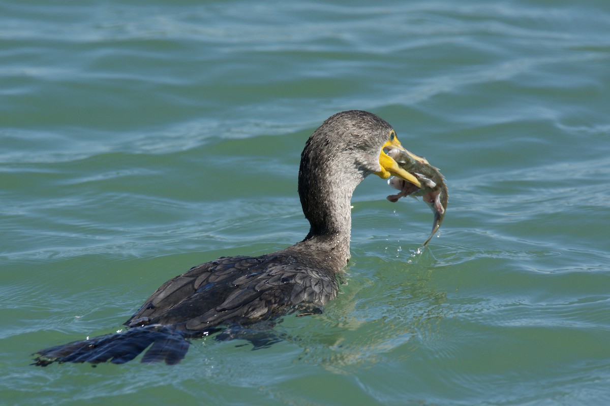 Double-crested Cormorant - ML642435242