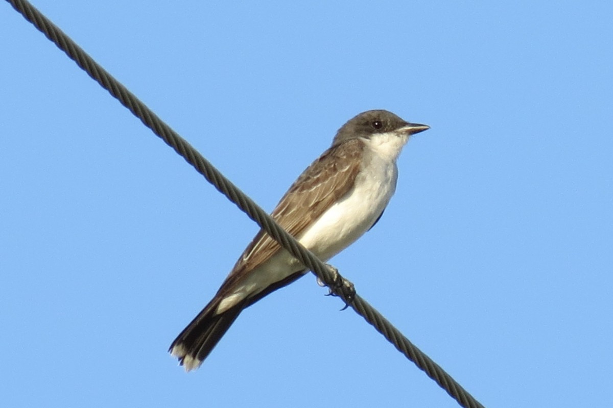 Eastern Kingbird - ML642435243