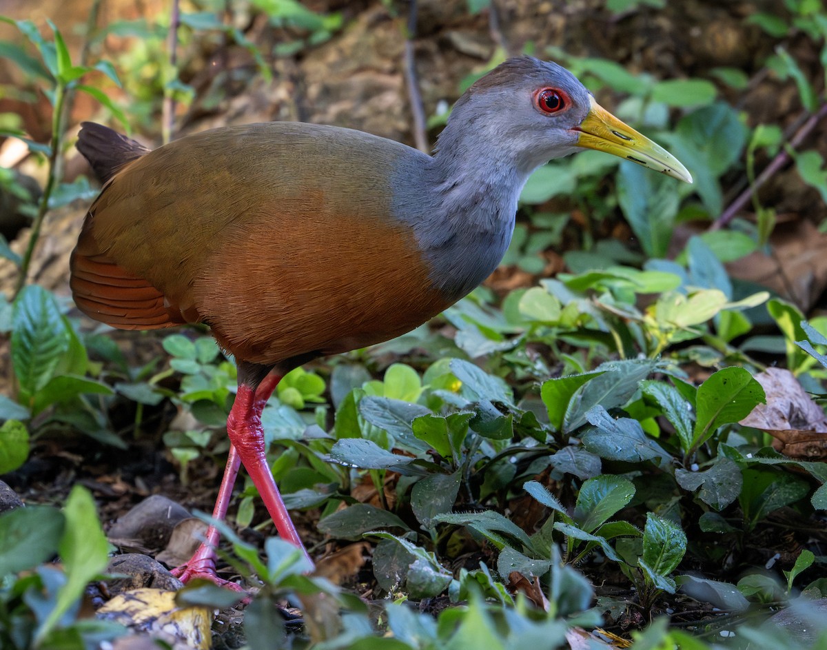 Gray-cowled Wood-Rail - ML642435244