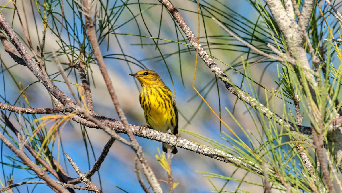 Cape May Warbler - ML642435245