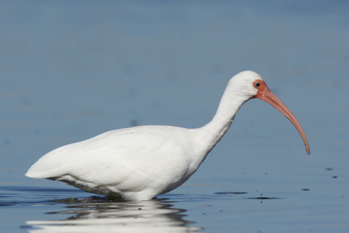 White Ibis - ML642435246
