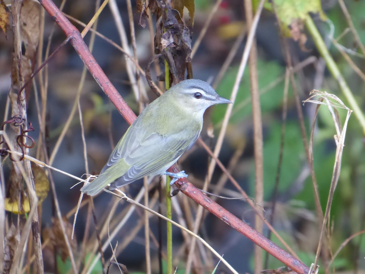 Red-eyed Vireo - ML642435247