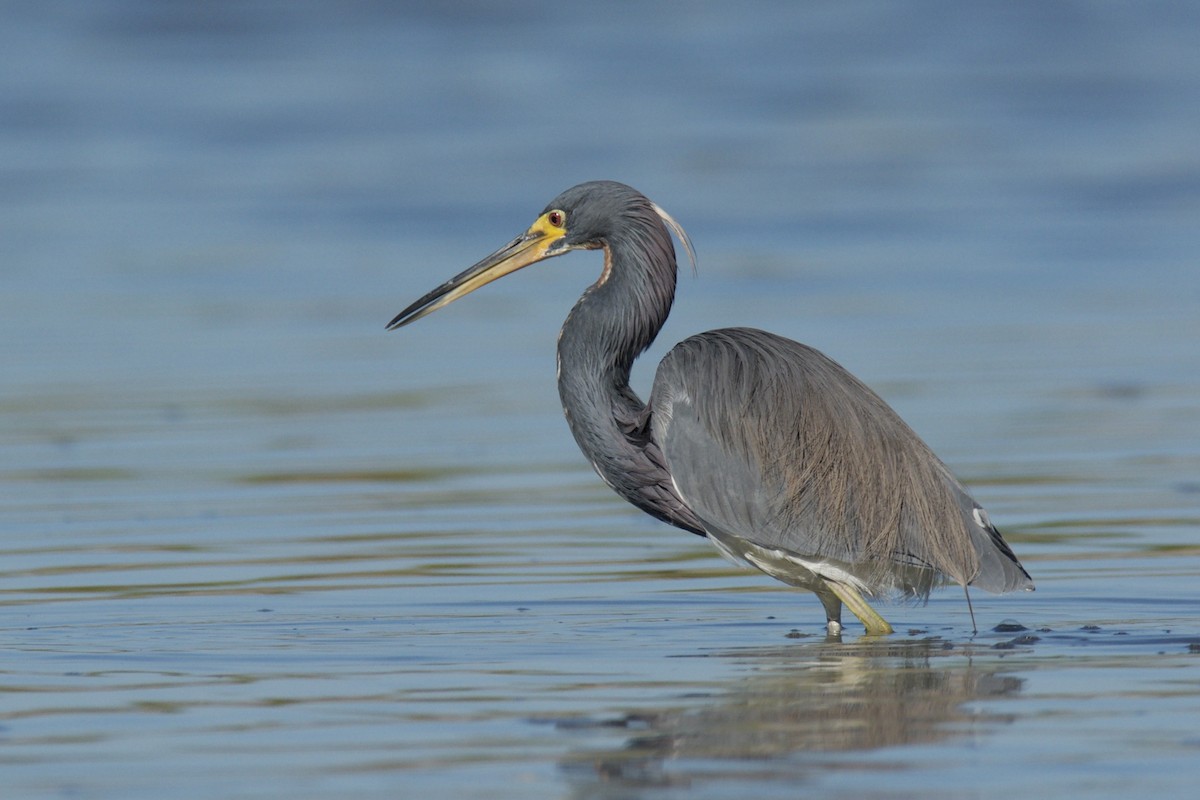 Tricolored Heron - ML642435248