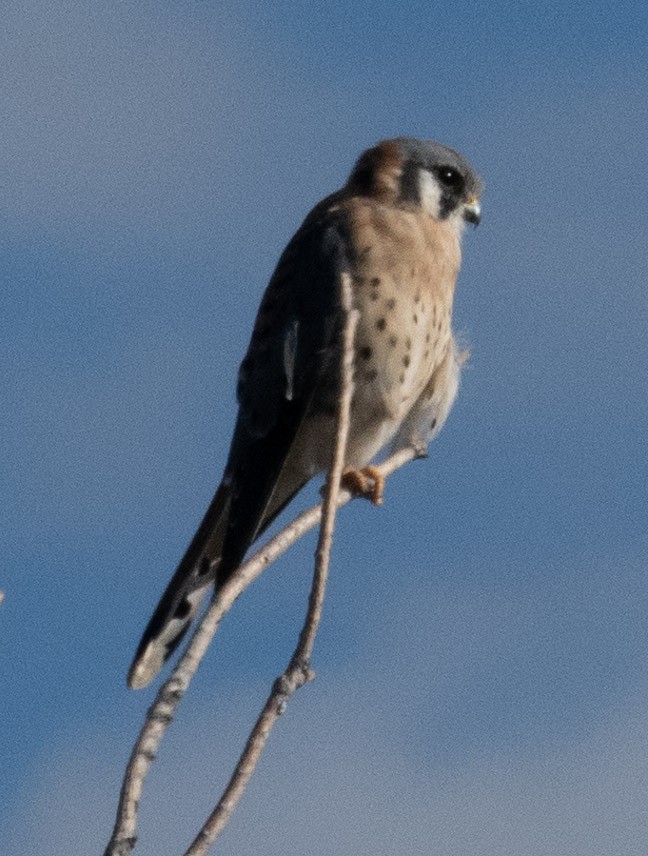 American Kestrel - ML642435250