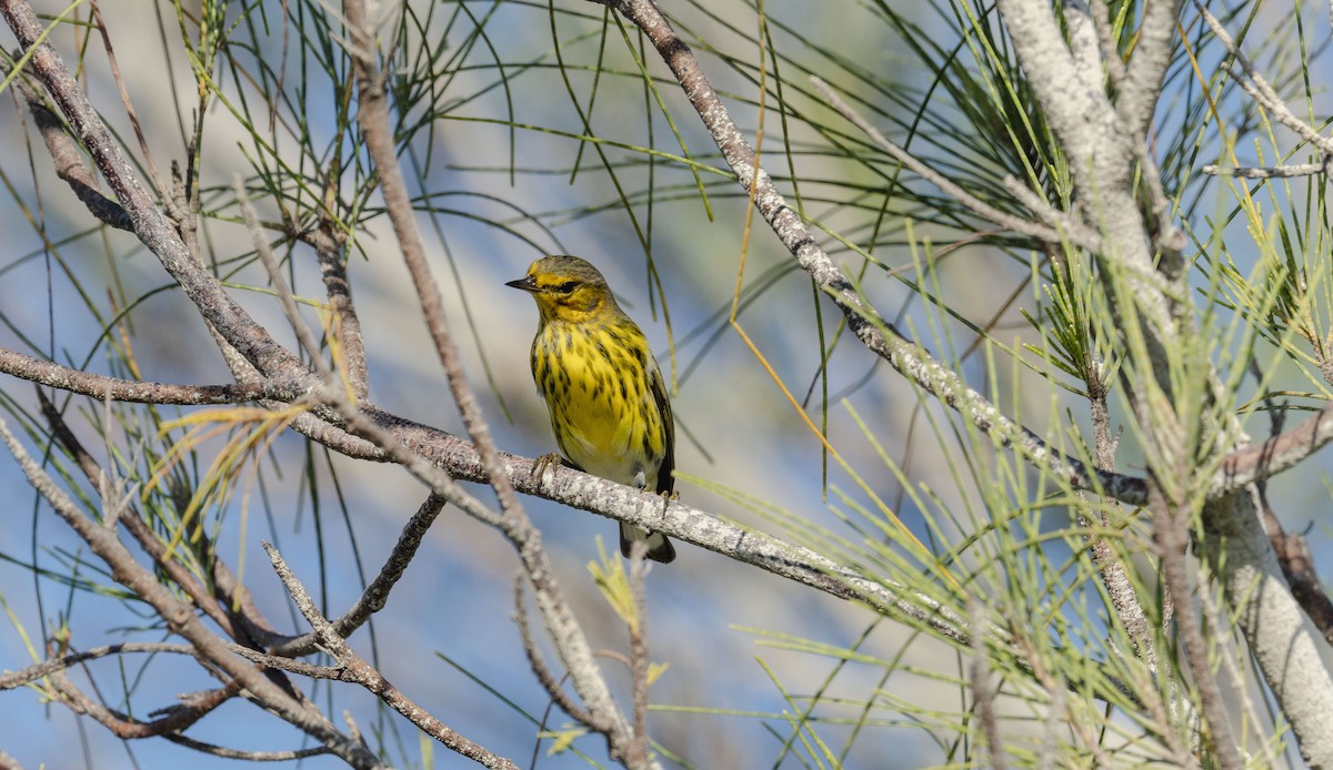 Cape May Warbler - ML642435251