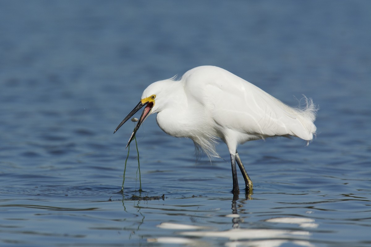 Great Egret - ML642435252