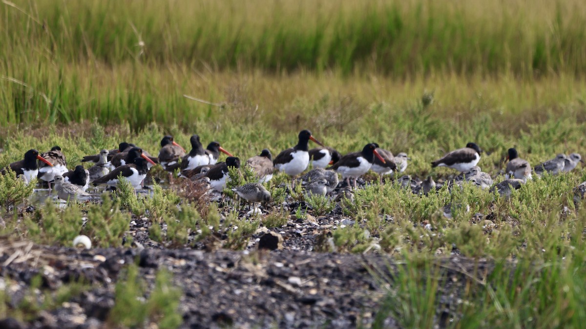 American Oystercatcher - ML642435253