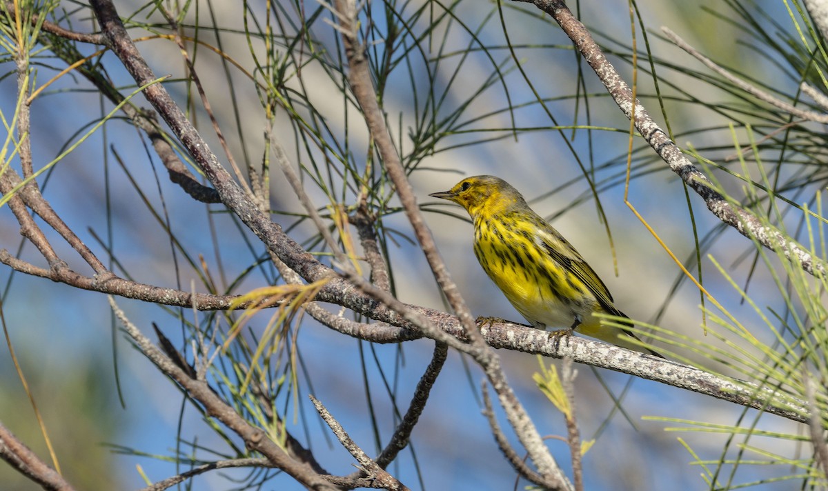 Cape May Warbler - ML642435257