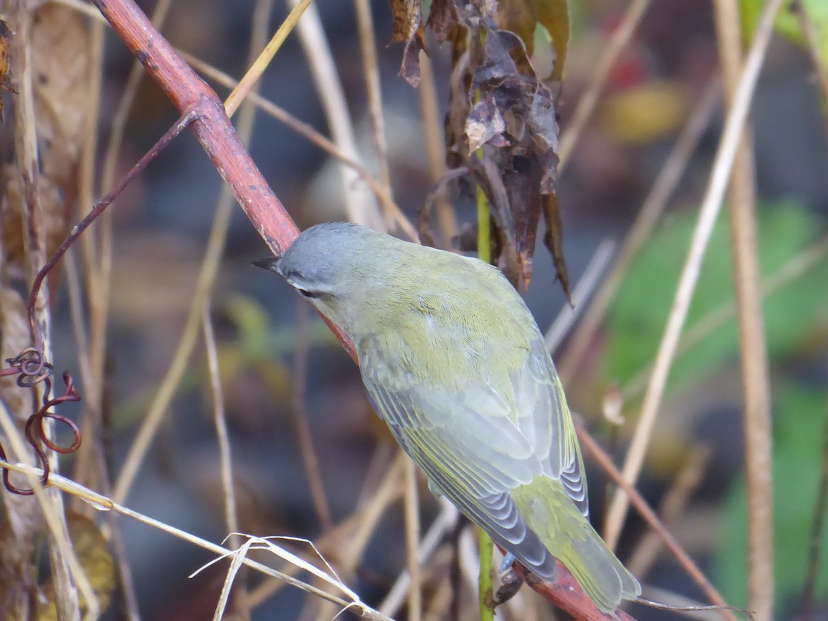 Red-eyed Vireo - ML642435259