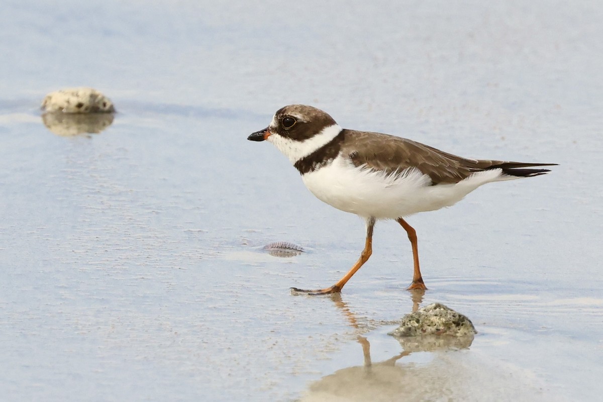 Semipalmated Plover - ML642435261