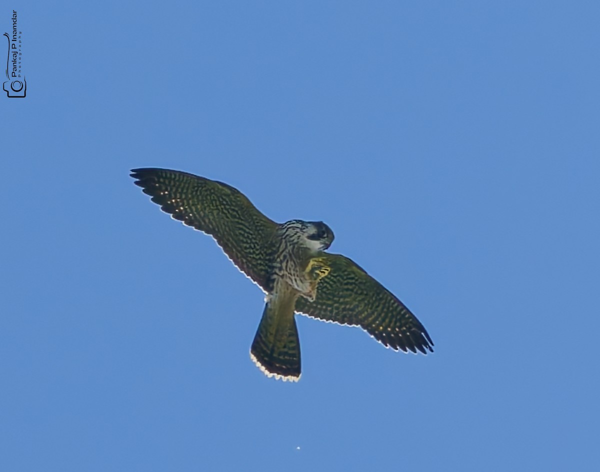 Peregrine Falcon - ML642435263