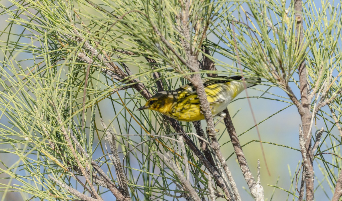Cape May Warbler - ML642435264