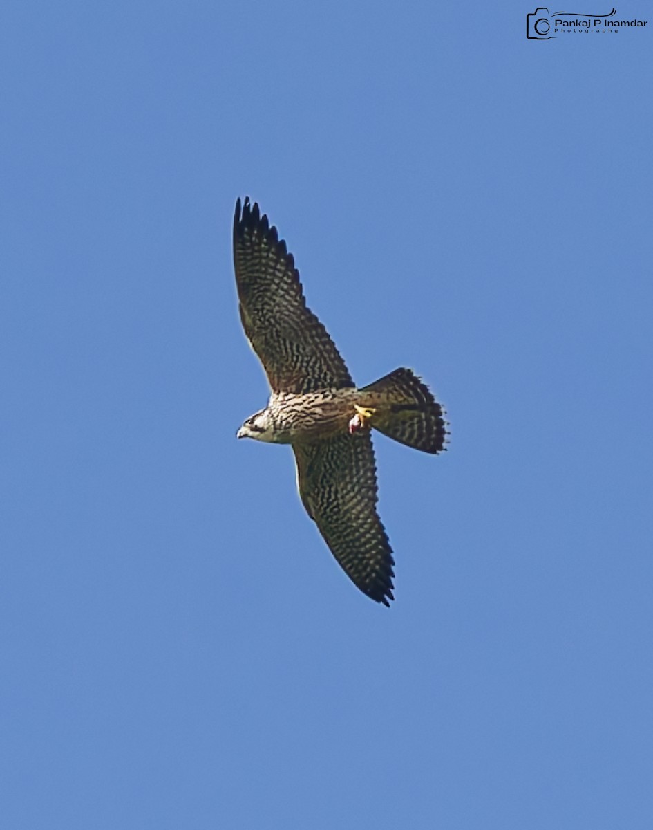 Peregrine Falcon - ML642435265