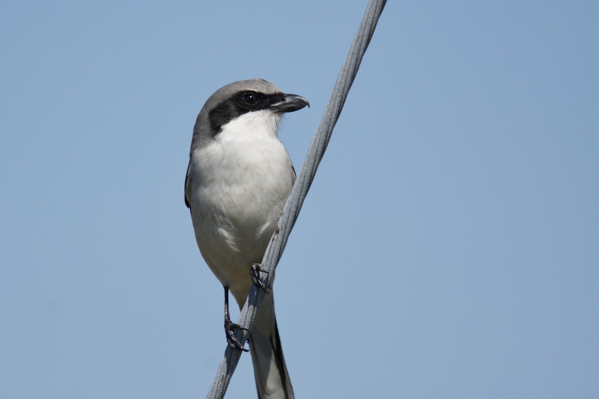 Loggerhead Shrike - ML642435266