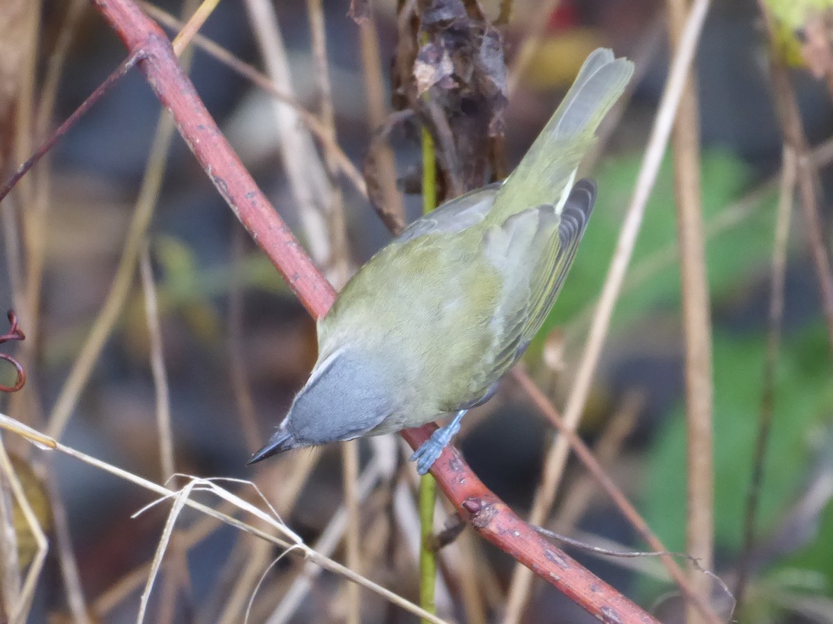 Red-eyed Vireo - ML642435267
