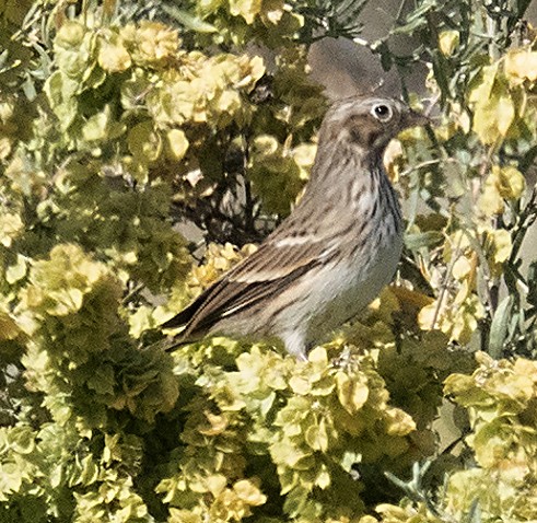 Vesper Sparrow - ML642435268