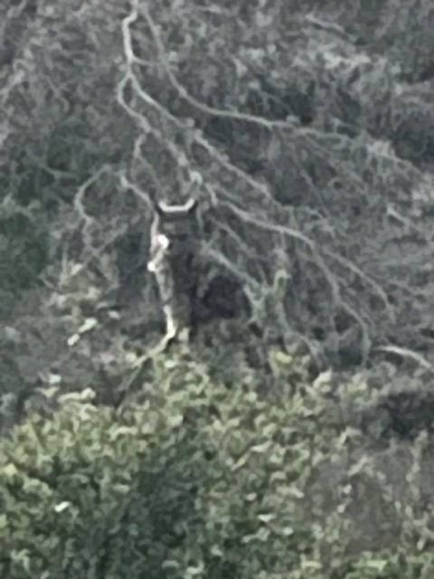 Great Horned Owl - ML642435270