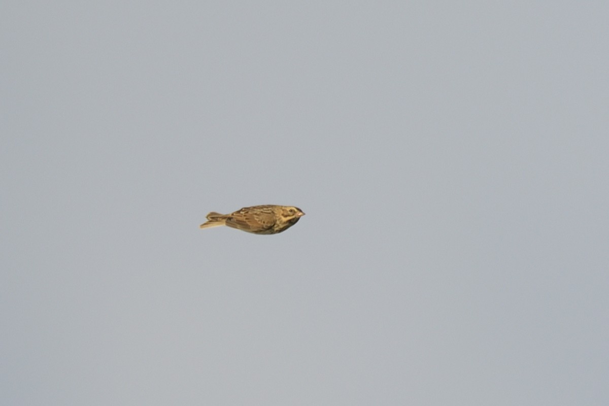 Savannah Sparrow - ML642435272