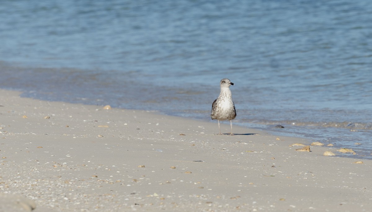 Lesser Black-backed Gull - ML642435273