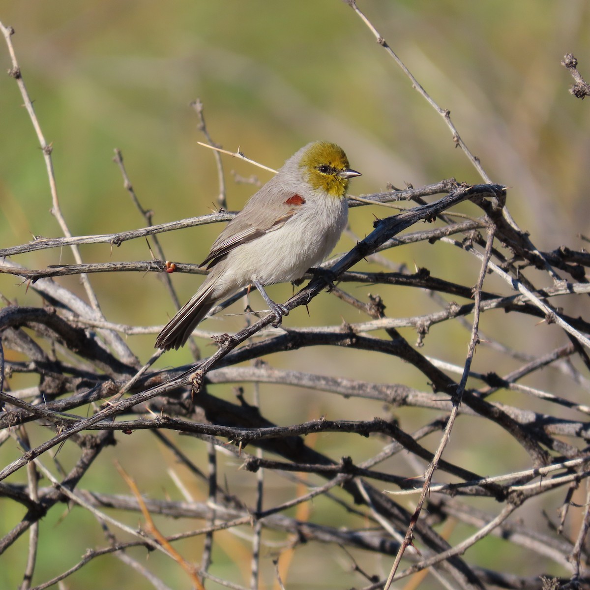 Verdin - ML642435282