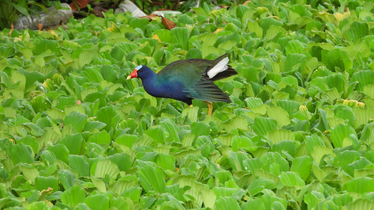 Purple Gallinule - ML642435292
