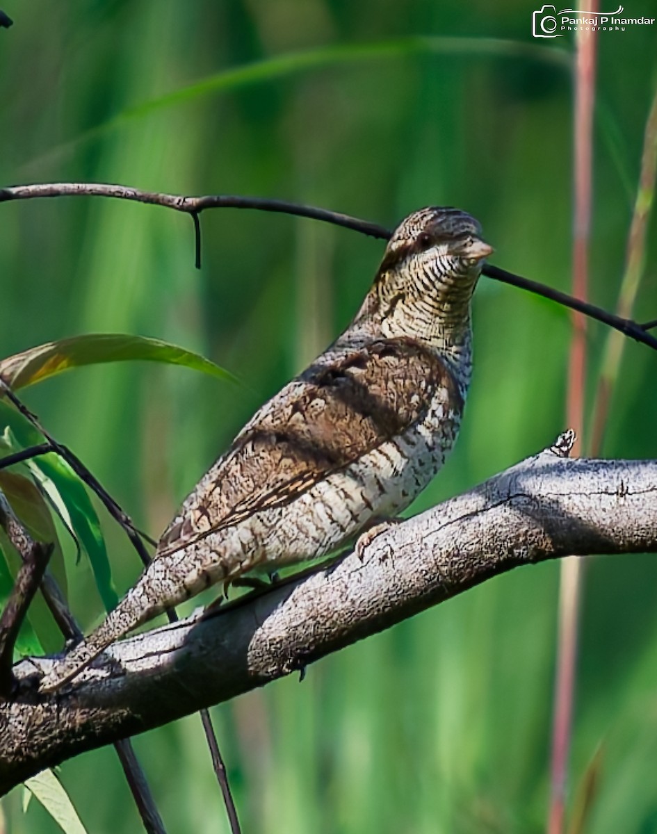 Eurasian Wryneck - ML642435331