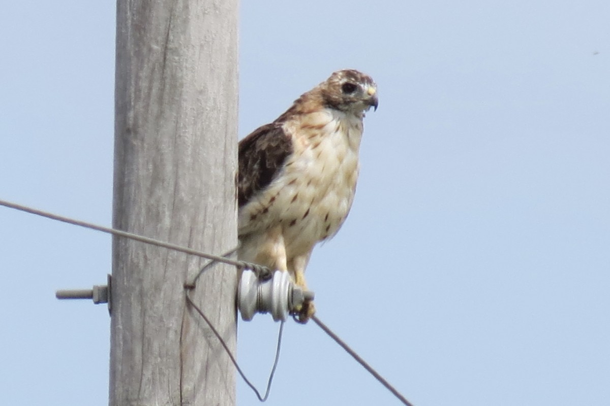 Red-tailed Hawk - ML642435333
