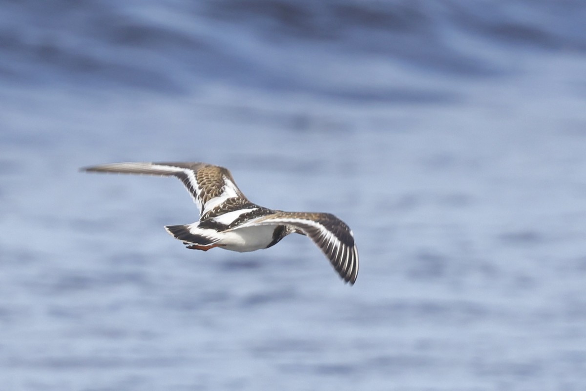 Ruddy Turnstone - ML642435334