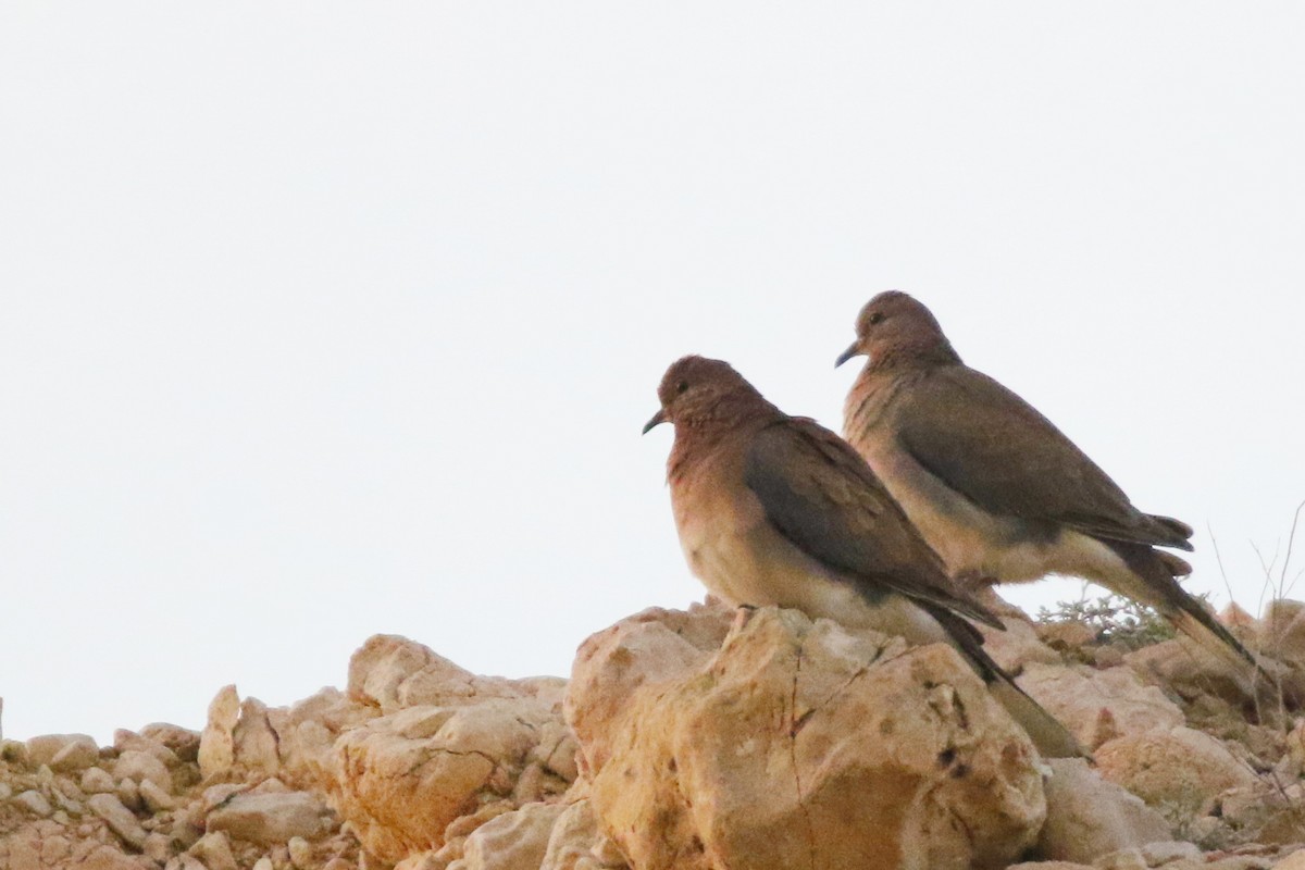 Laughing Dove - ML642435335