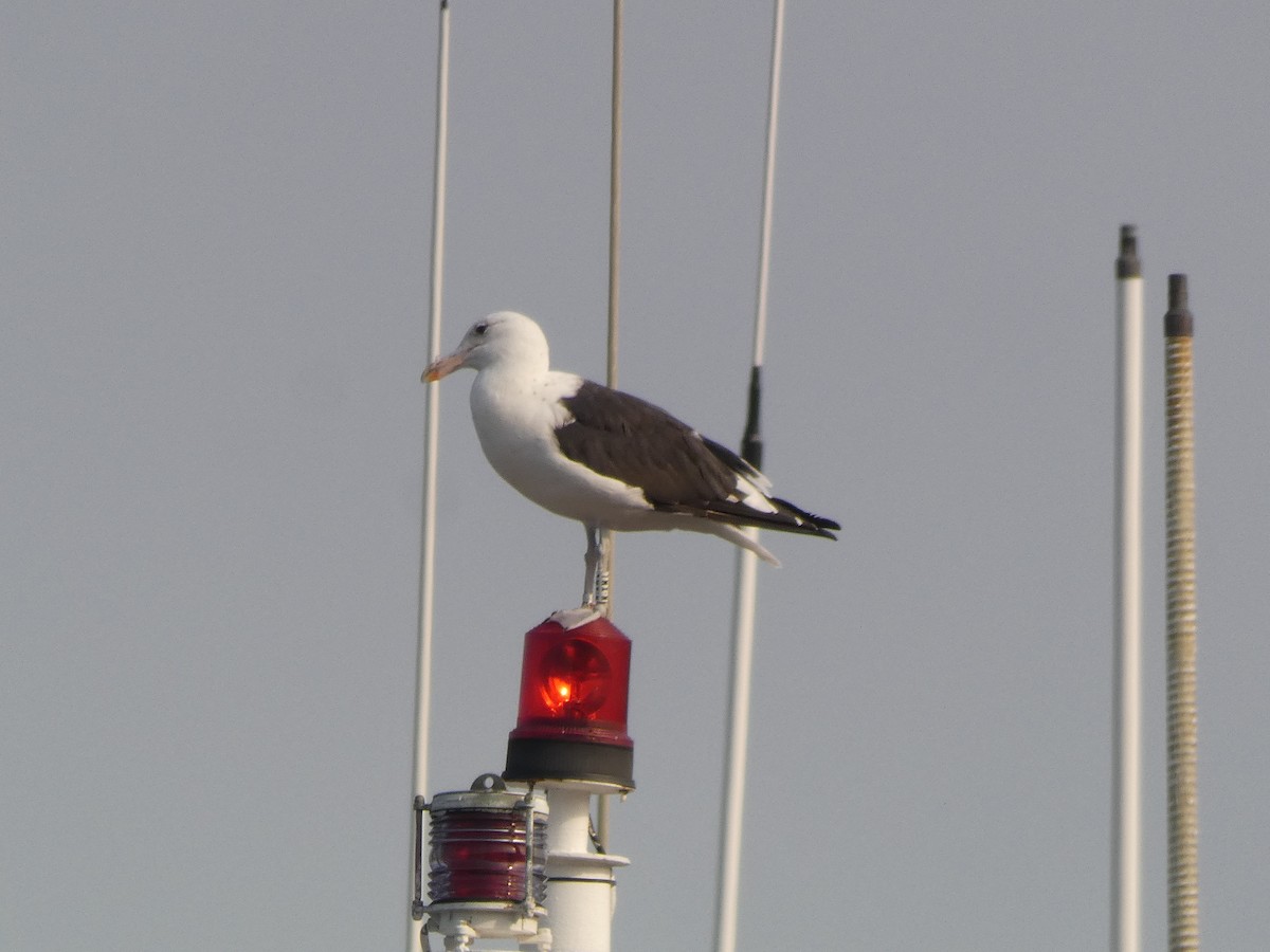Kelp Gull - ML642435336