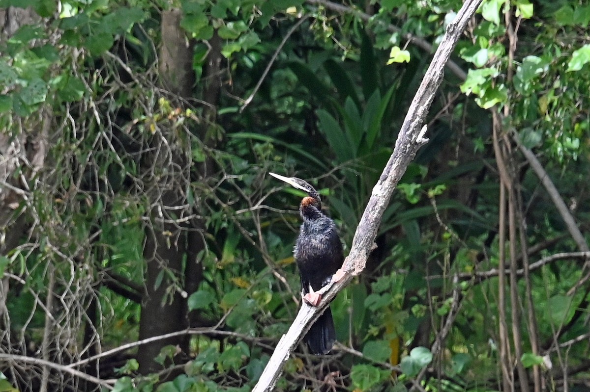 Australasian Darter - ML642435338