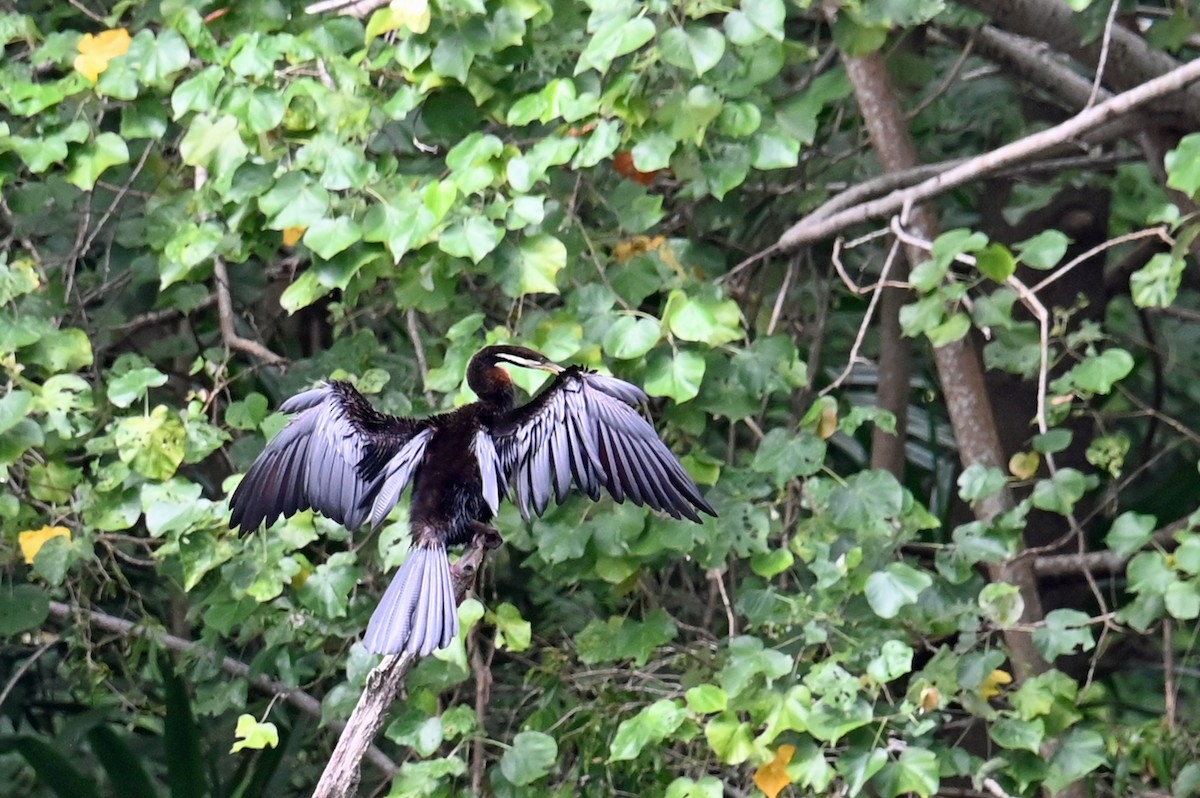 Australasian Darter - ML642435340
