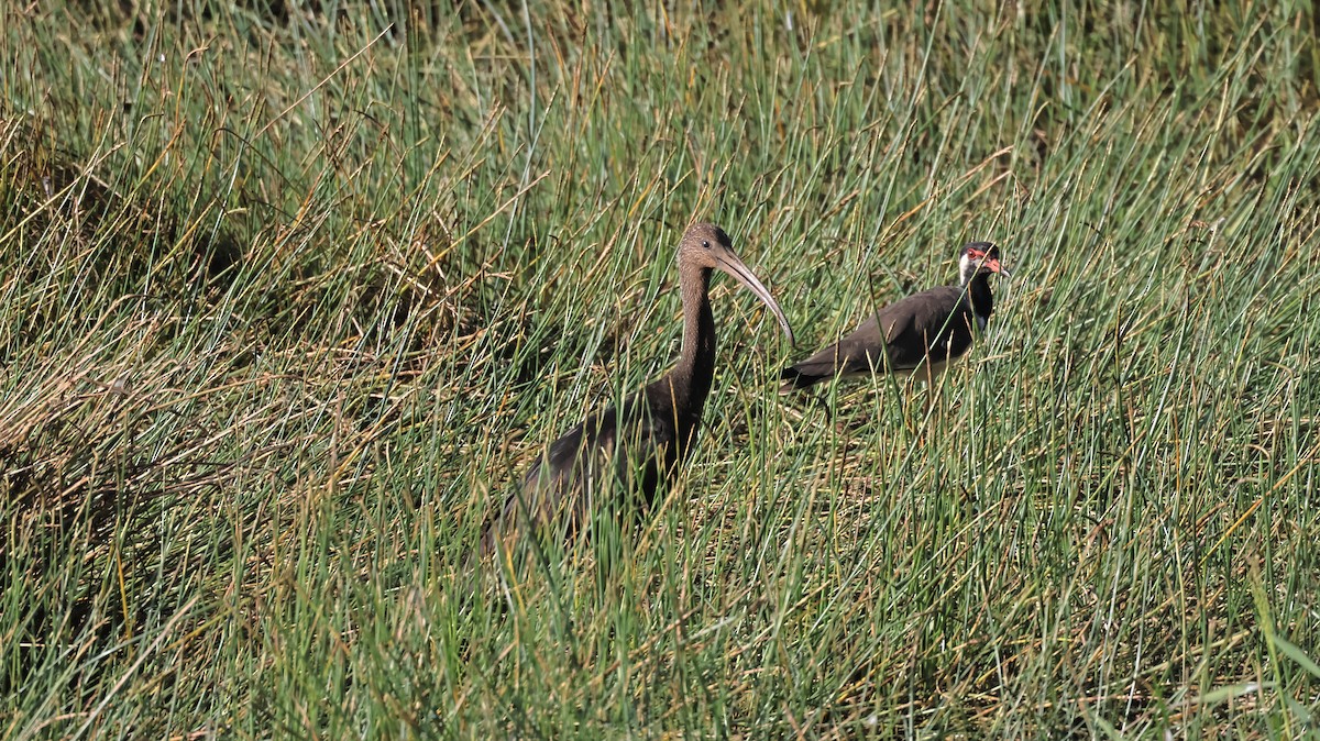 Glossy Ibis - ML642435341