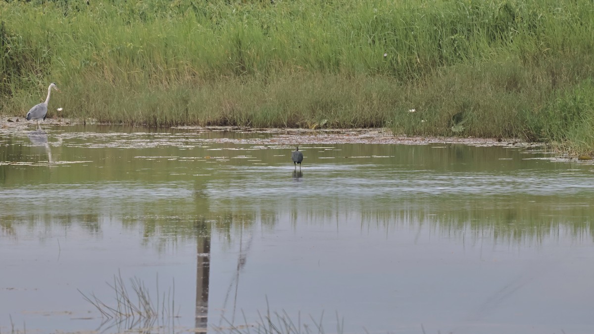 Glossy Ibis - ML642435342