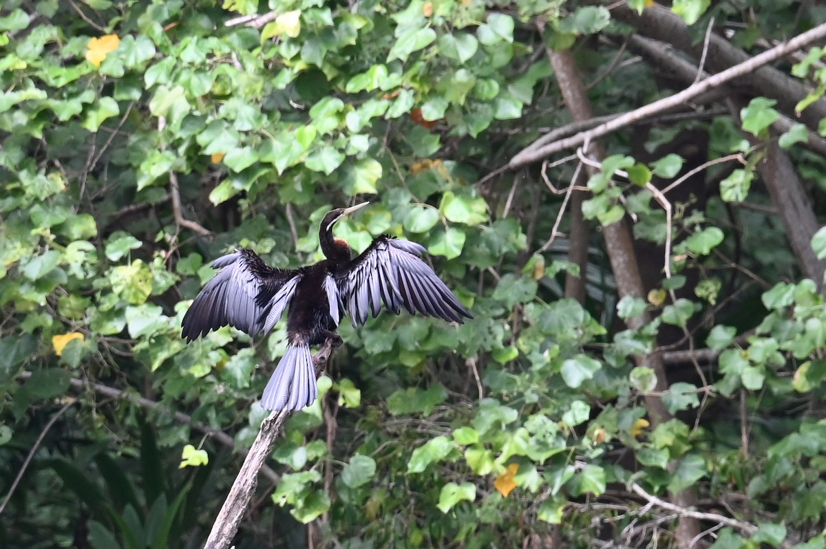 Australasian Darter - ML642435343