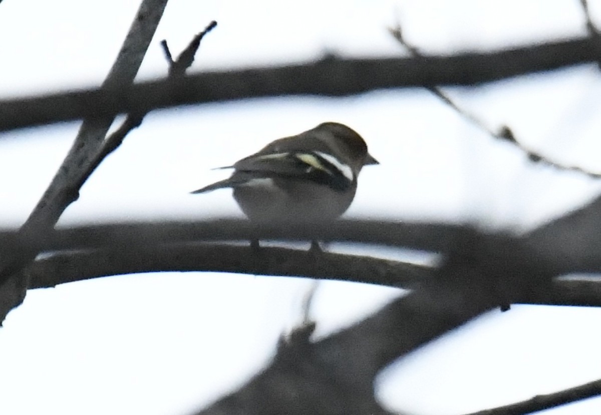 Common Chaffinch - ML642435352
