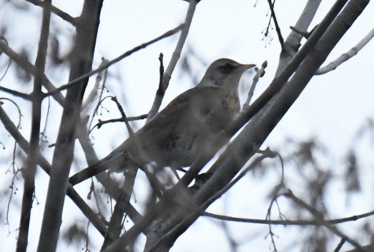 Fieldfare - ML642435353