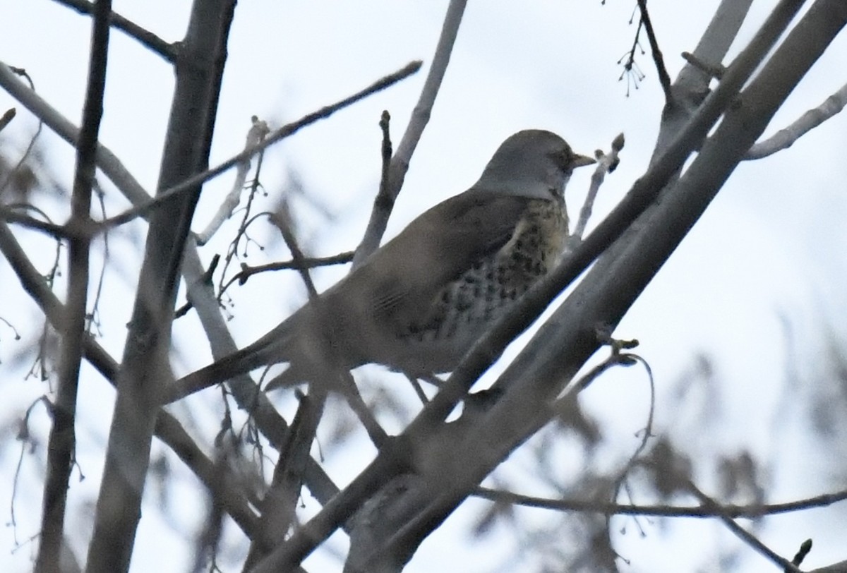 Fieldfare - ML642435354