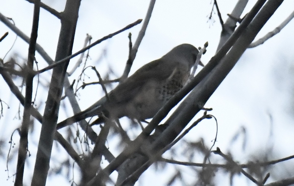 Fieldfare - ML642435356