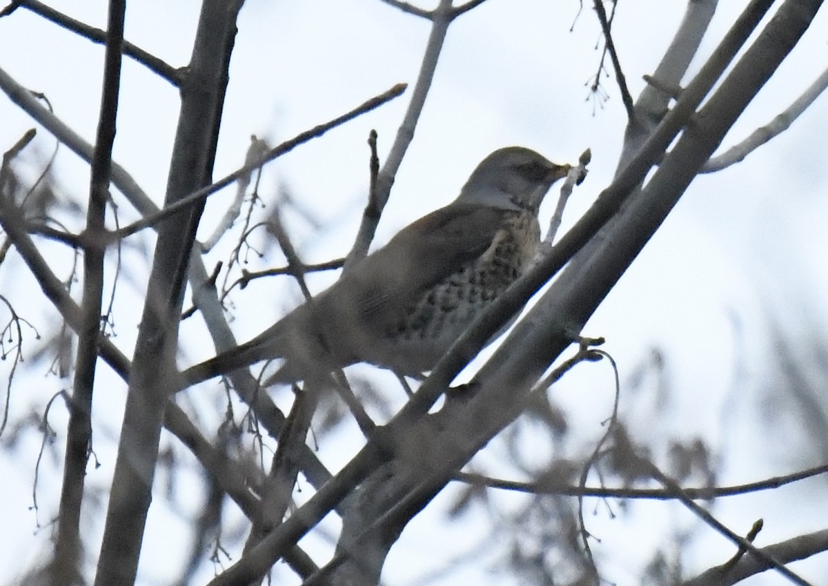 Fieldfare - ML642435357