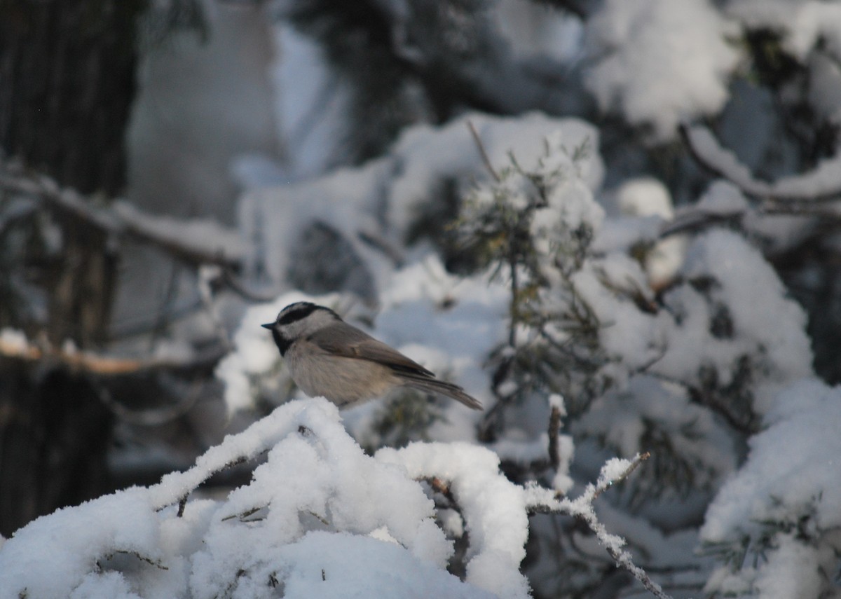 Mountain Chickadee - ML642435360