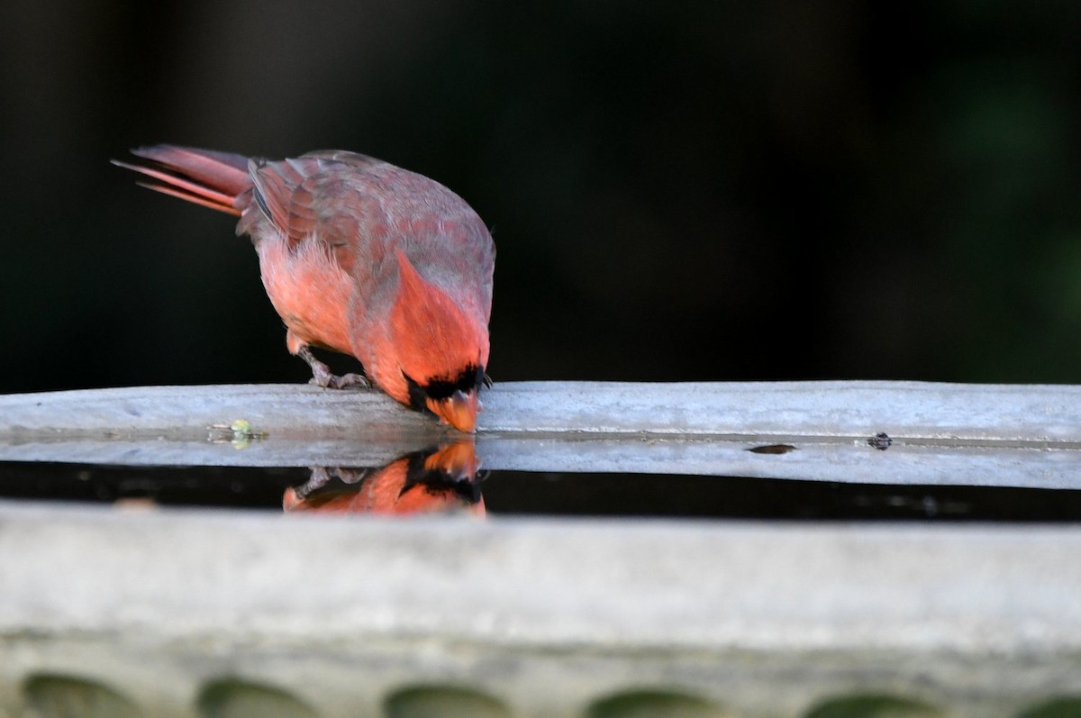 Northern Cardinal - ML642435363